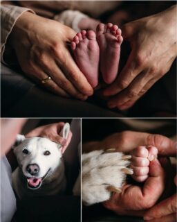 Czworonożny przyjaciel czuwa przy małej przecudnej Róży 🌹  Psiaki czasem nie odstępują Was na krok.. ale my uwielbiamy wracać z sesji z oblizanymi obiektywami i kłaczkami :)  #sesjarodzinna #friend #family #stópki