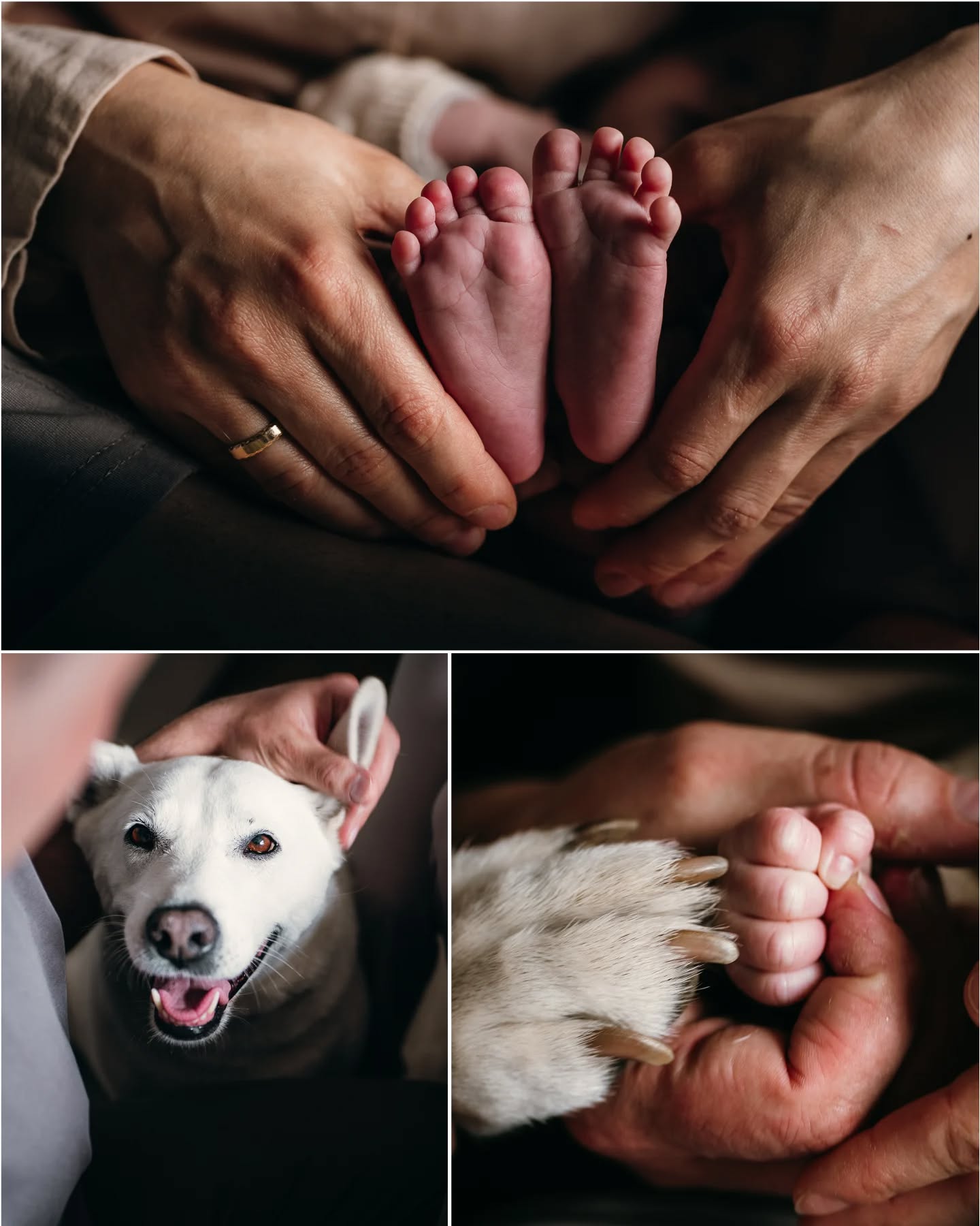 Czworonożny przyjaciel czuwa przy małej przecudnej Róży 🌹  Psiaki czasem nie odstępują Was na krok.. ale my uwielbiamy wracać z sesji z oblizanymi obiektywami i kłaczkami :)  #sesjarodzinna #friend #family #stópki